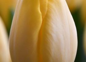 Tulipa Dutch Sunrise ® (4)